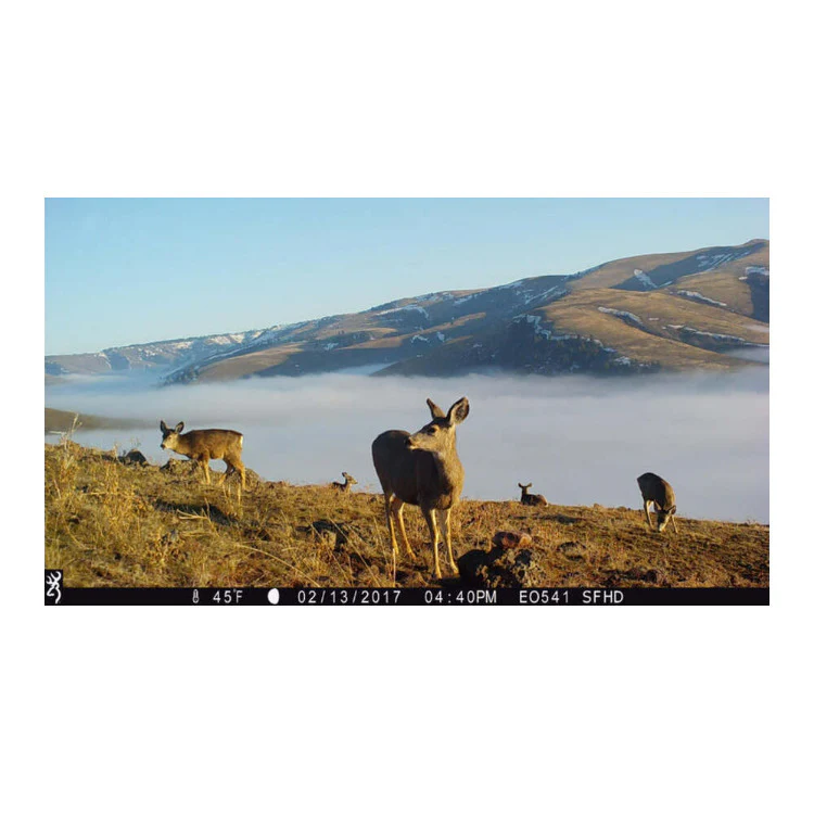 Browning Strike Force Pro X 1080 Trail Camera with Security Box Bundle (10-Pack) - Image 8