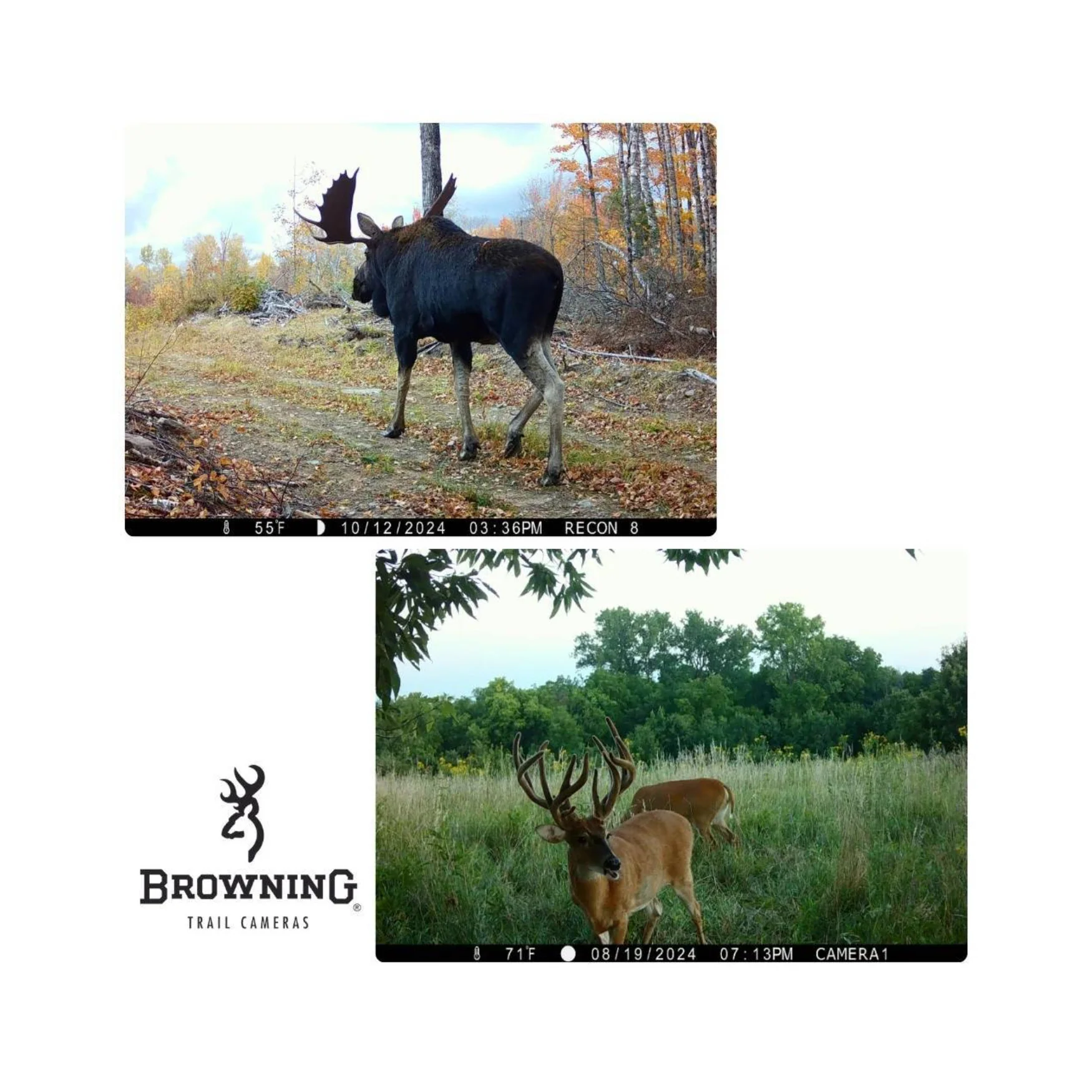 Browning Recon Force Elite Ultra Non-Cellular Trail Camera (2 Pack) Bundle - Image 8
