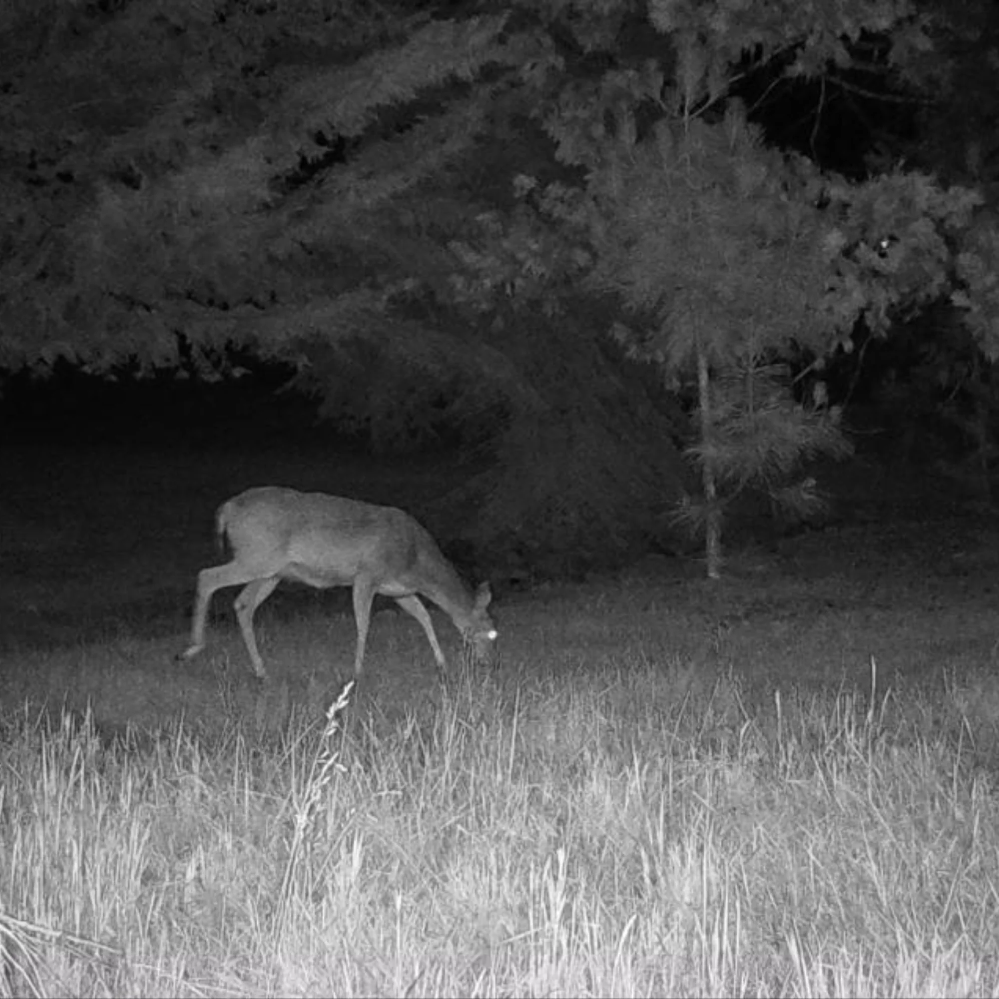 Cuddeback CuddeLink Wireless 3rd Gen Trail Cameras with Cell Home Trail Camera Bundle (4-Pack) - Image 6