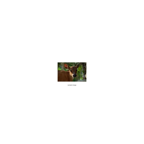 Fujifilm XC 50-230mm f/4.5-6.7 OIS II Lens (Black) - Image 9