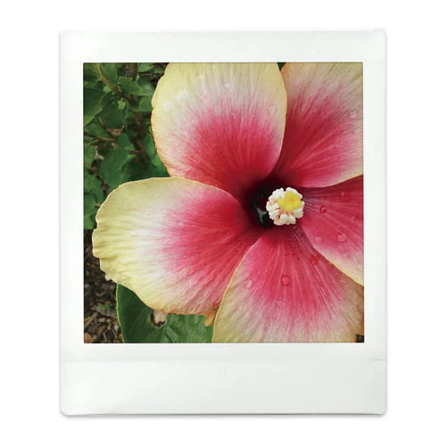 Fujifilm instax Square Film Twin Pack (20 Exposures) - Image 3