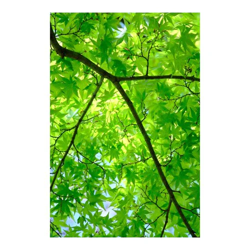 FUJIFILM XF18-120mmF4 LM PZ WR Lens - Image 10