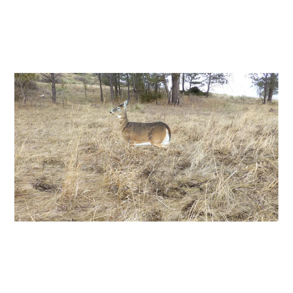 Montana Decoy Dreamy Doe Whitetail Deer Decoy - Image 6