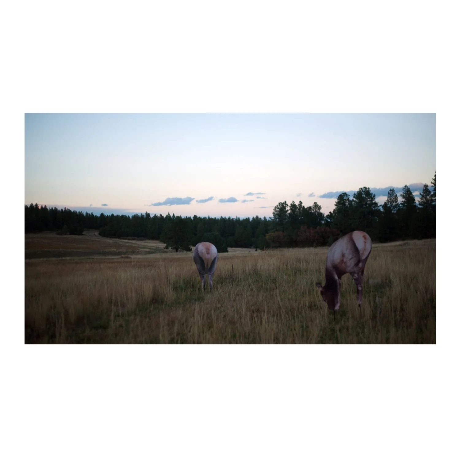 Montana Miss September Feeding Elk Decoy - Realistic Pose for All-Season Hunting - Image 2