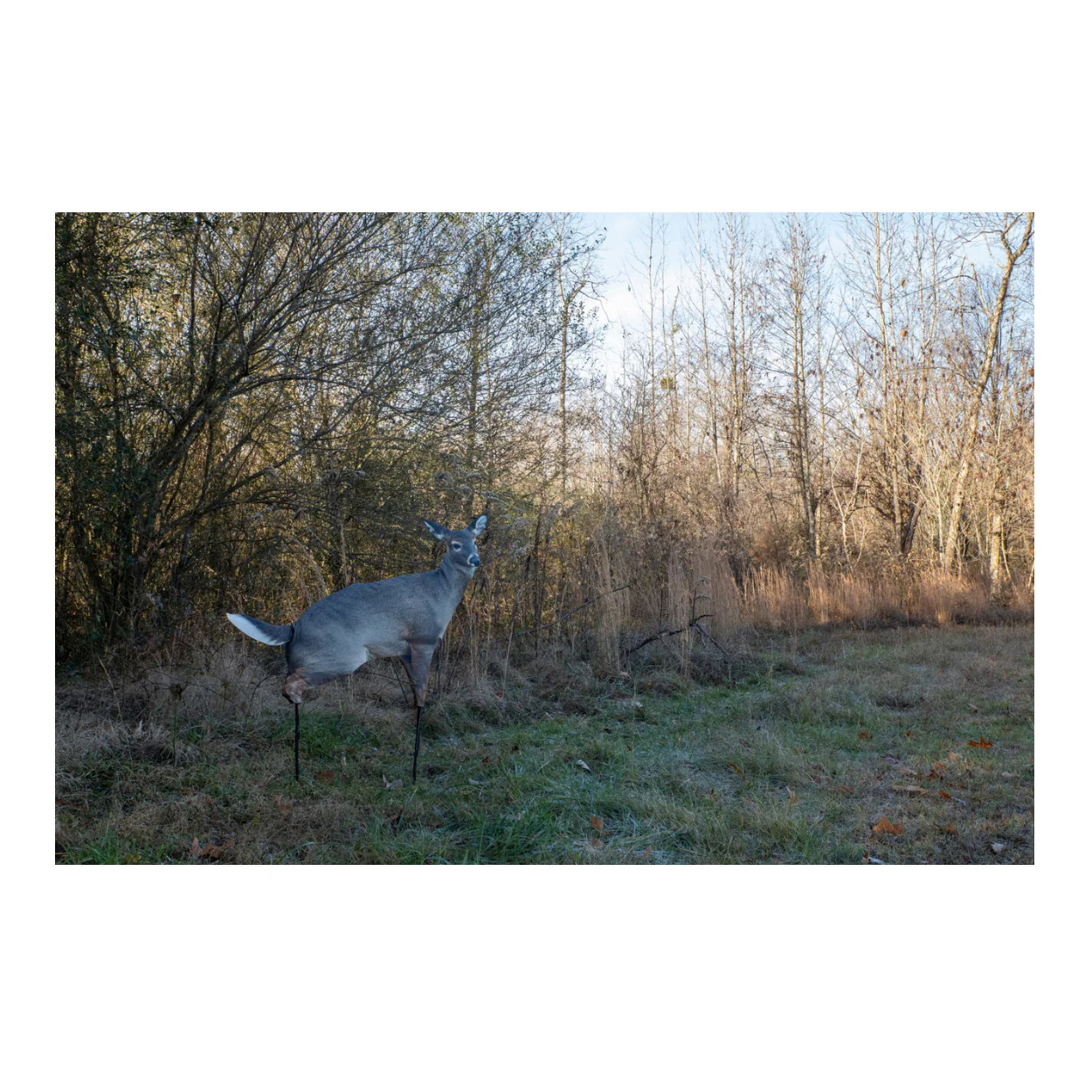 Montana Decoy Estrus Betty Whitetail Deer Decoy (Peeing Doe) for Bow Hunting - Image 3