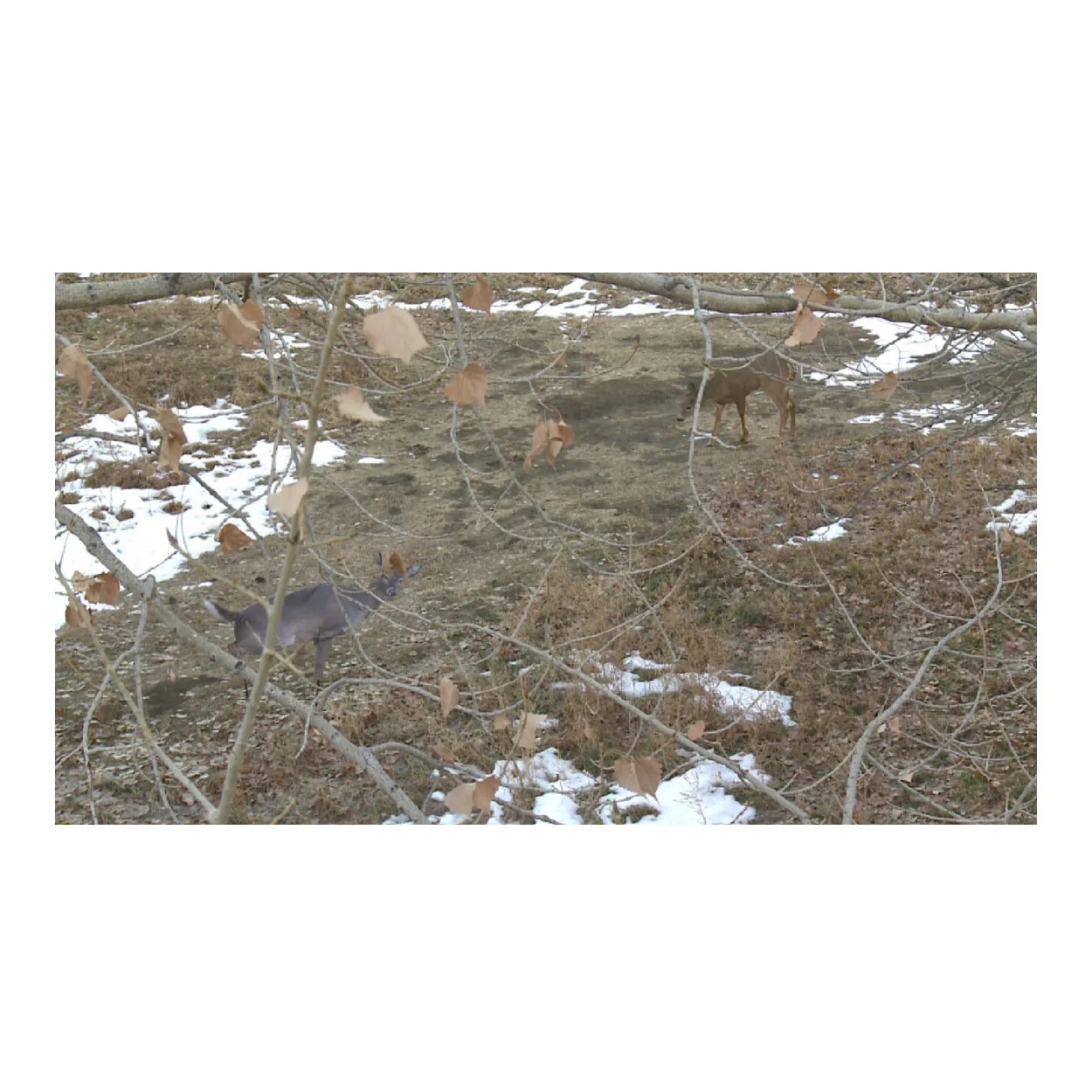 Montana Decoy Estrus Betty Whitetail Deer Decoy (Peeing Doe) for Bow Hunting - Image 7