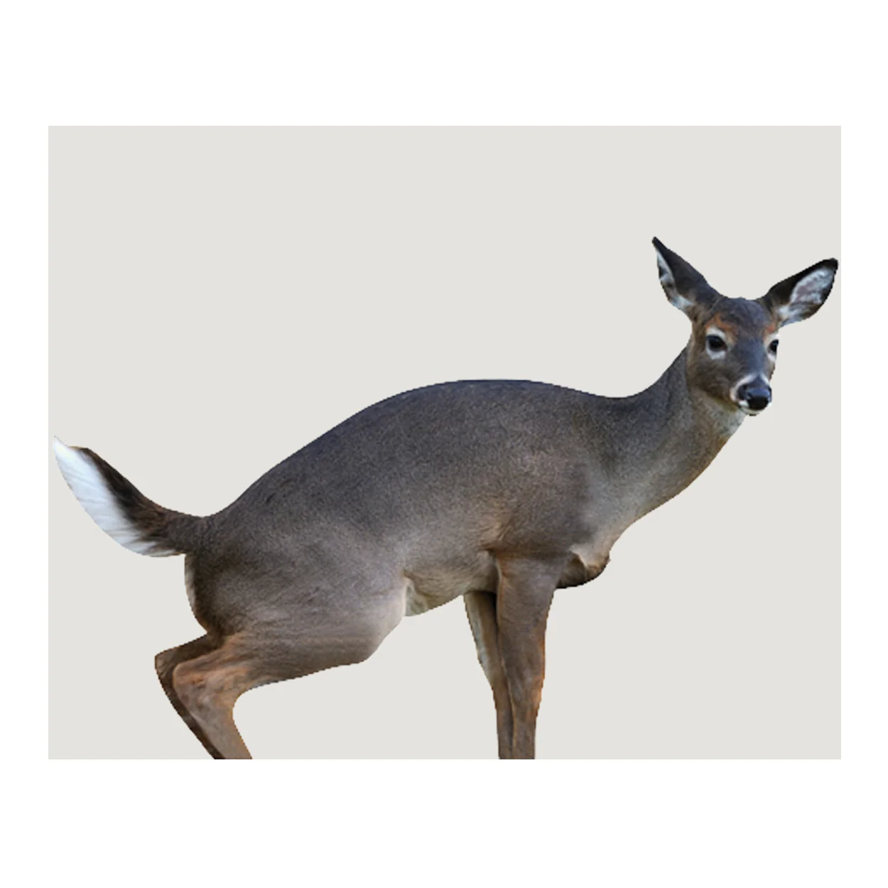 Montana Decoy Estrus Betty Whitetail Deer Decoy (Peeing Doe) for Bow Hunting - Image 9