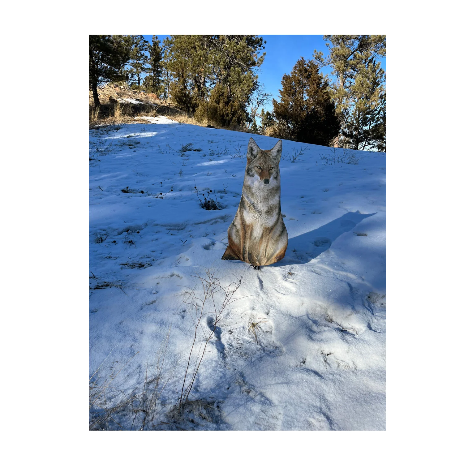 Montana Decoy Sitting Coyote Decoy - Image 4
