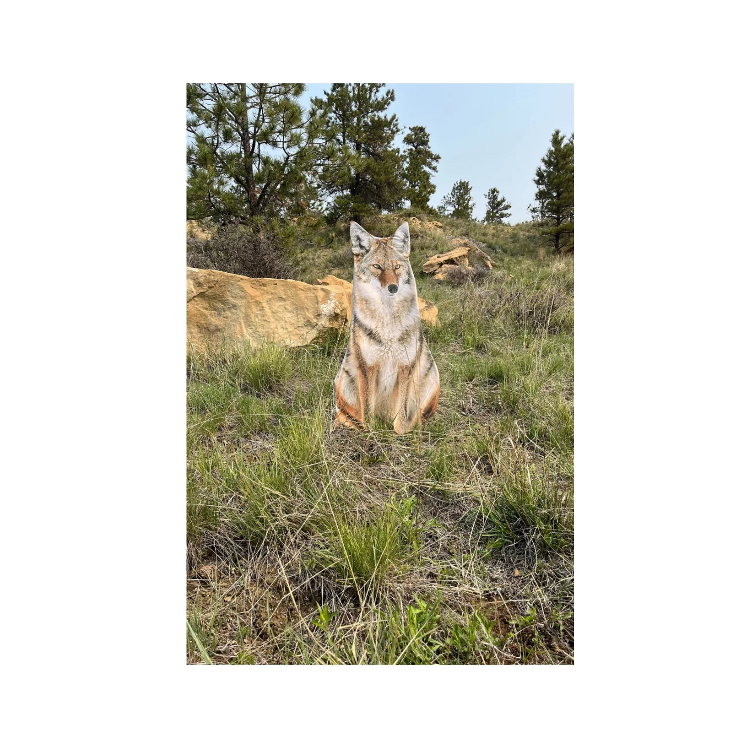 Montana Decoy Sitting Coyote Decoy - Image 5