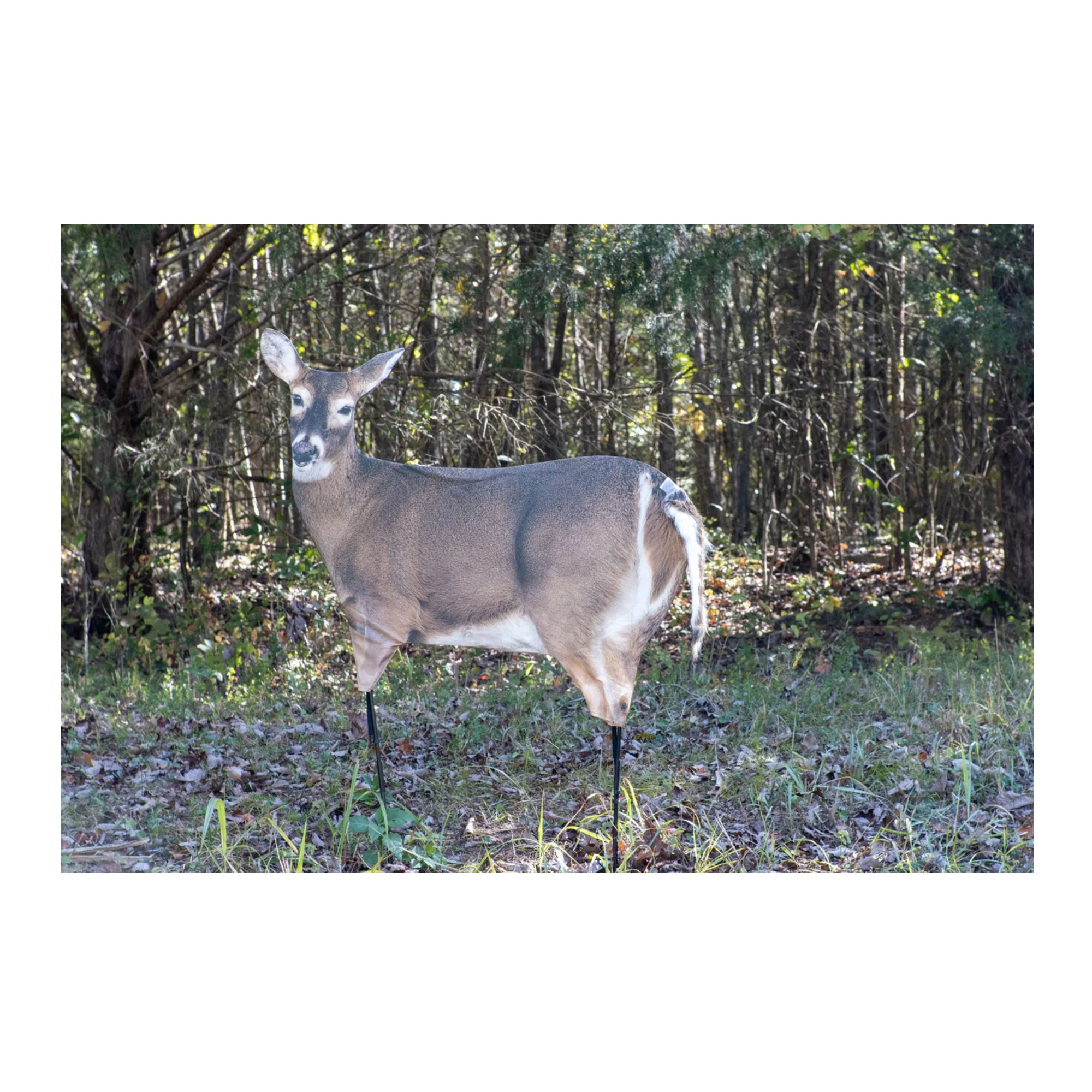Montana: Trixie Whitetail Doe - Ultra-Realistic Deer Decoy with Teaser Tails - Image 2