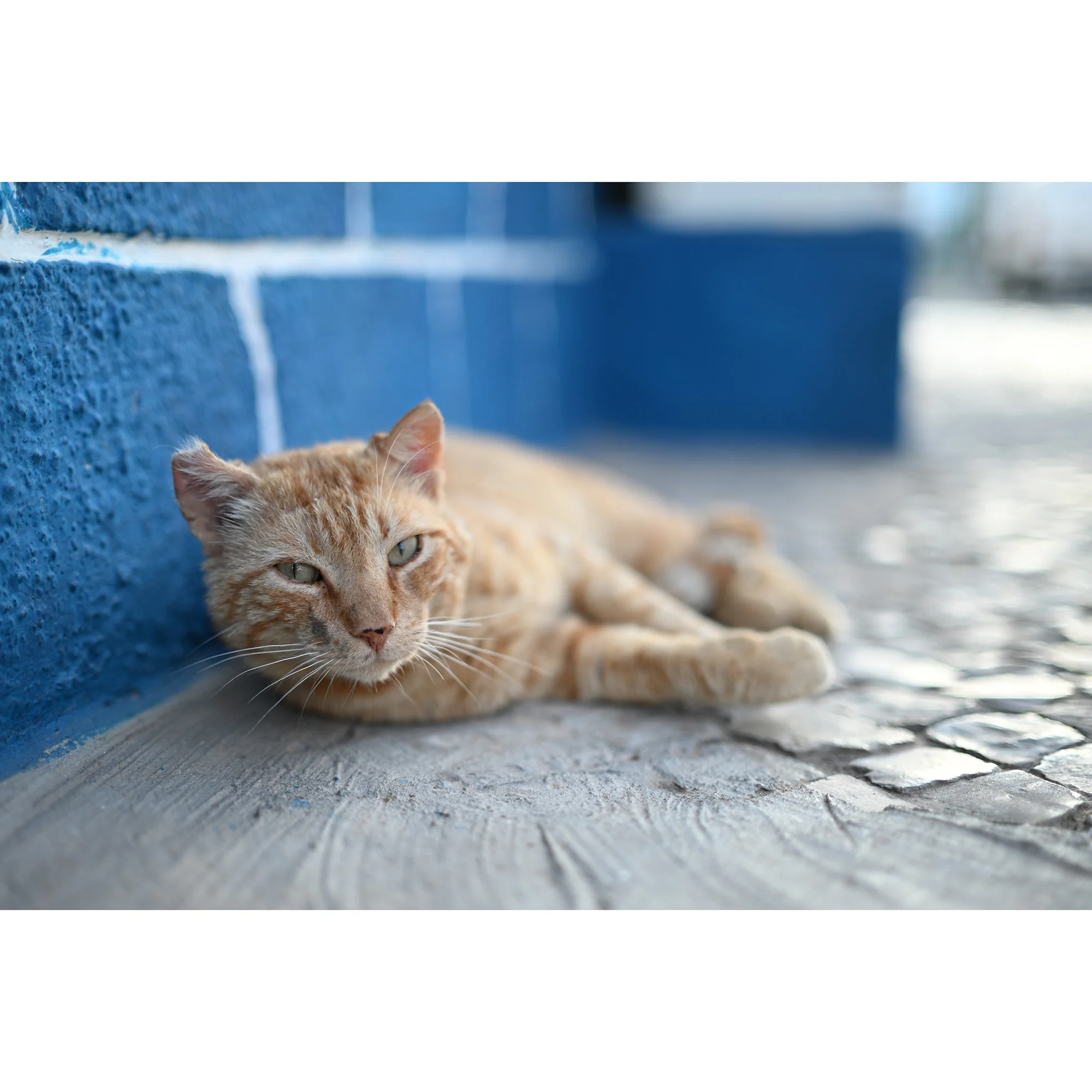 Nikon NIKKOR Z 50mm f/1.4 Lens (Nikon Z) - Image 11