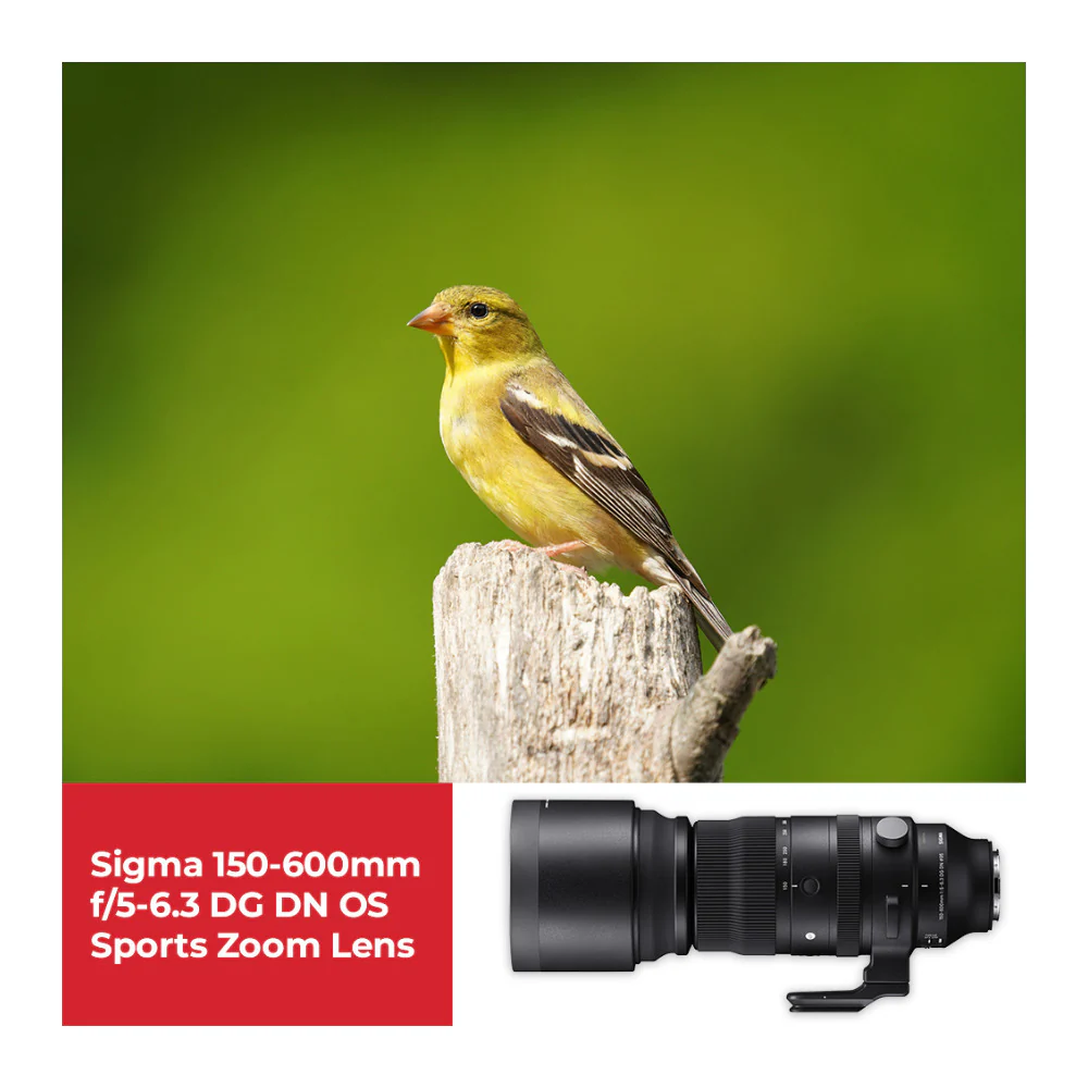 Sigma 150-600mm f/5-6.3 DG DN OS Sports Zoom Lens for Sony E with 1TB Hard Drive and 64GB SD Card - Image 6