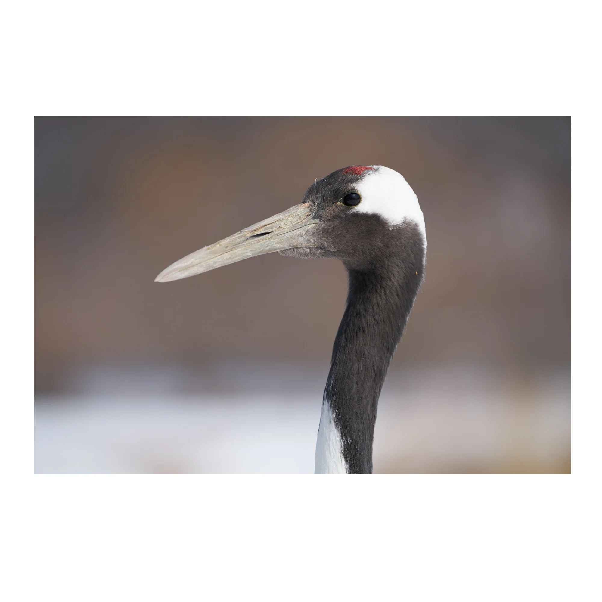 Sony Alpha FE 100-400mm f/4.5-5.6 GM Super Telephoto Zoom Lens - Image 6