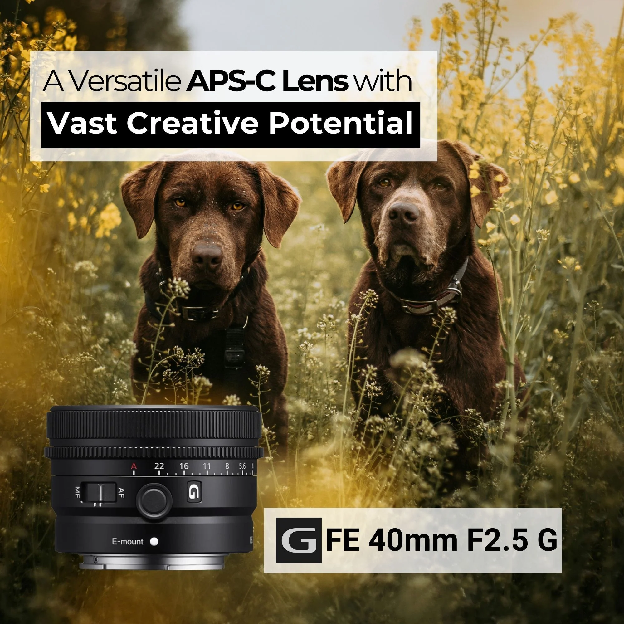 Sony SEL40F25G FE 40mm f/2.5 G Full-Frame G Lens with Editing Software, 64GB Memory Card Bundle - Image 3