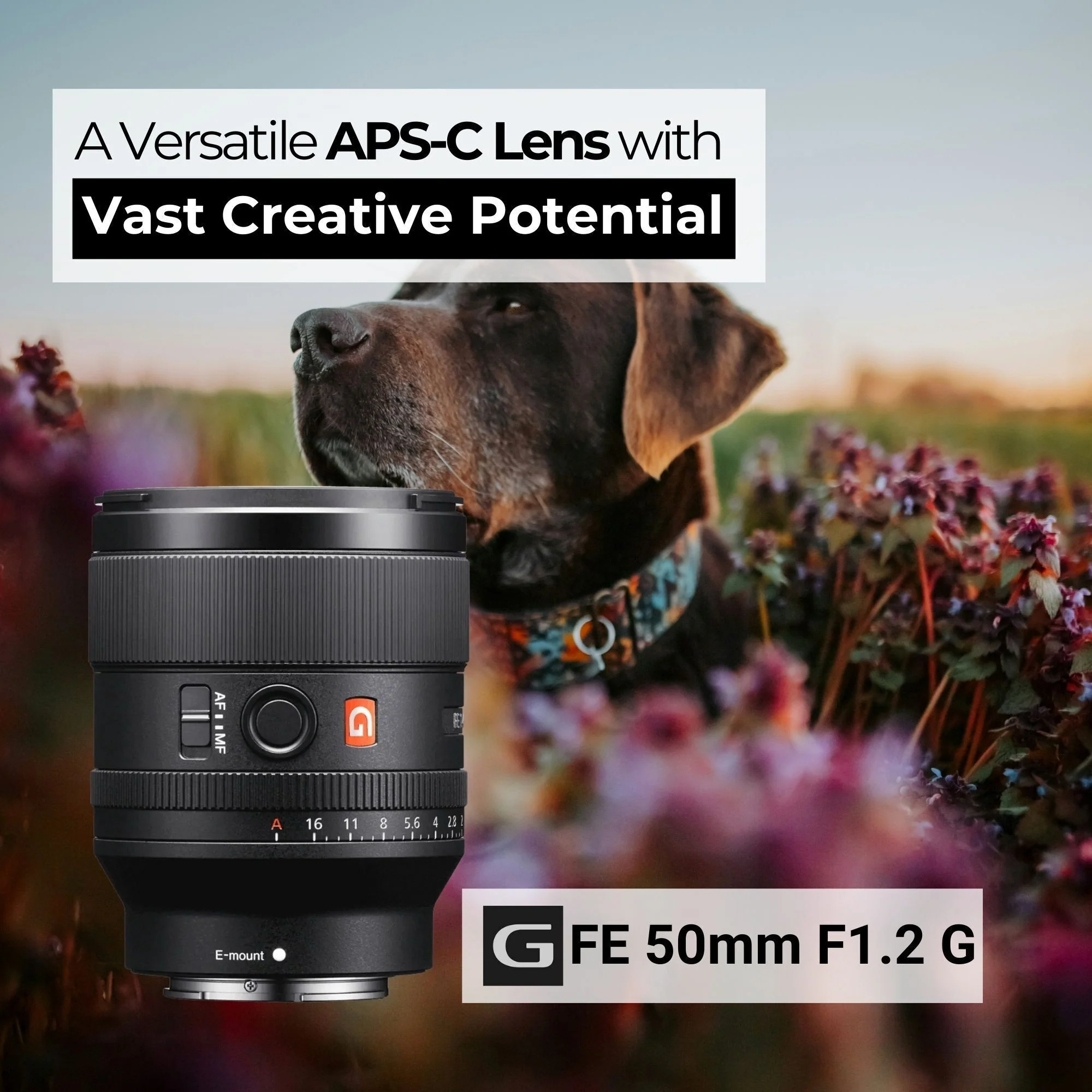 Sony FE 50mm f/1.2 GM Full-Frame G Master Lens with Editing Software, 64GB Memory Card Bundle - Image 5