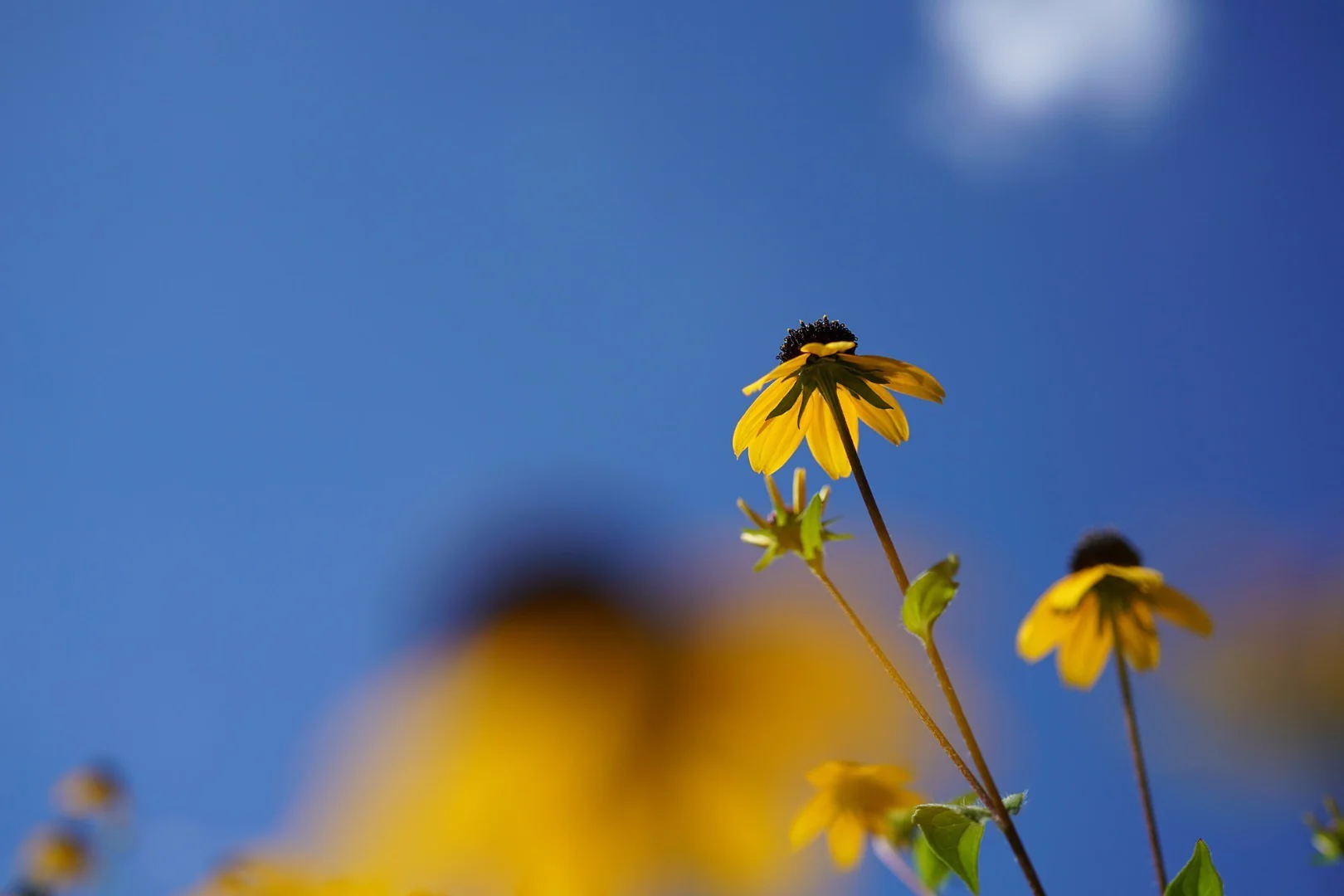 Sony SEL50M28 FE 50mm f/2.8 Macro Lens and 64GB SD Card - Image 9