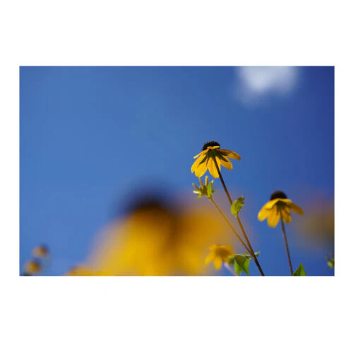 Sony FE 50mm f/2.8 Macro Lens - Image 7