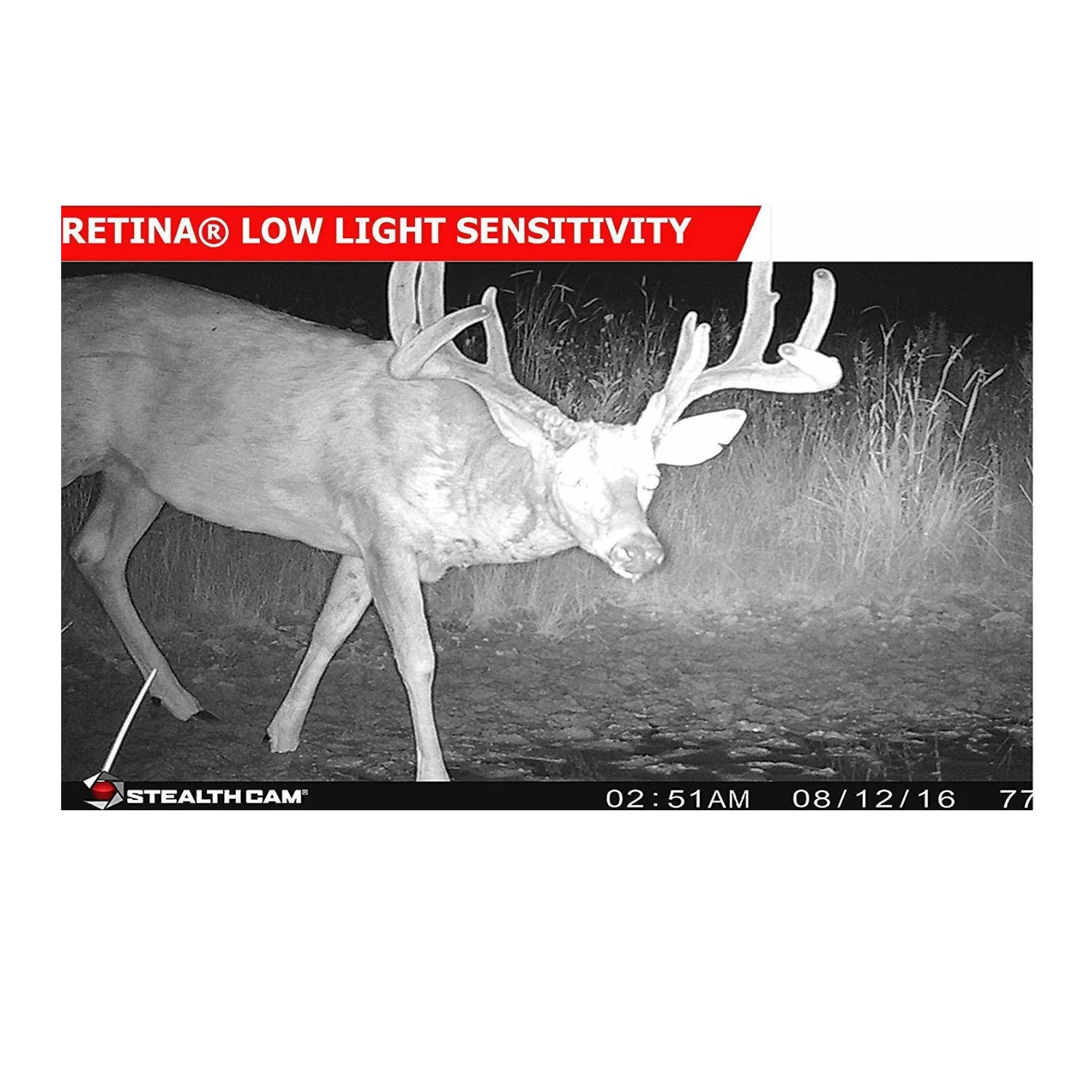 Stealth Cam 2022 G42NG 32MP No Glow Trail Cameras, Kryptek, & Cards Kit (6-Pack) - Image 6