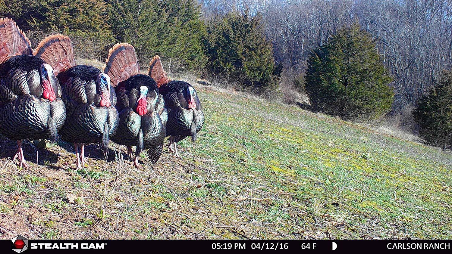 Stealth Cam 2022 G42NG 32MP No Glow Trail Cameras, Kryptek, & Cards Kit (6-Pack) - Image 7
