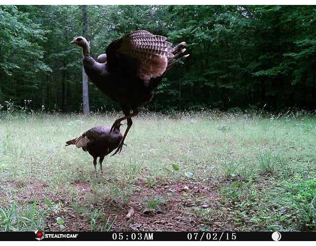 Stealth Cam 10MP Trail Game Camera (2-Pack) with Reader and 32GB Card Bundle - Image 9